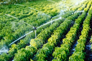 Agricultural field with green crops that are irrigated by purified water.